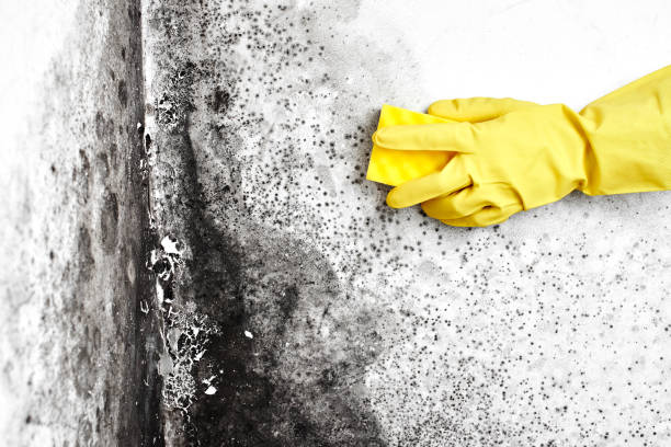 Asbestos and Lead Testing During Mold Inspection in Crandall, TX